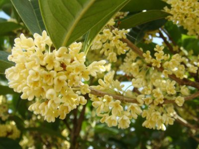 桂花泡茶禁忌，桂花泡水喝的9大禁忌