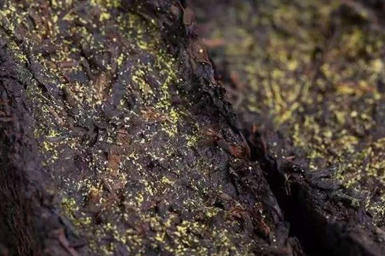 茯磚茶與普洱茶哪個(gè)好，茯茶和普洱茶口味區(qū)別