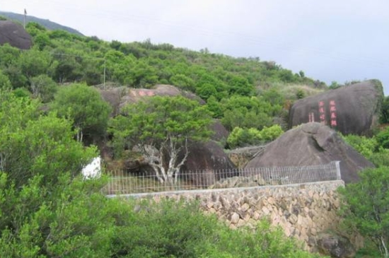 宋種一號(hào)價(jià)值為什么高，鳳凰單樅宋種1號(hào)價(jià)格與產(chǎn)量多少？