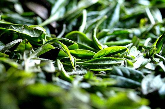 荒野銀針市場價(jià)多少，真正的荒野白毫銀針多少錢？