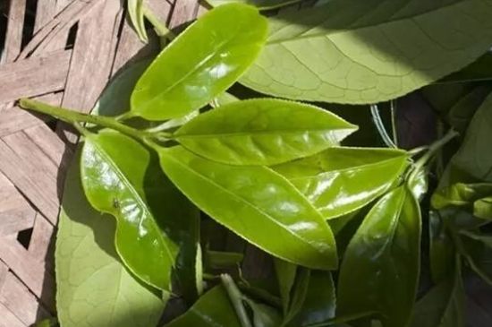 鴨屎香茶哪些人不能飲，什么人不能喝鴨屎香