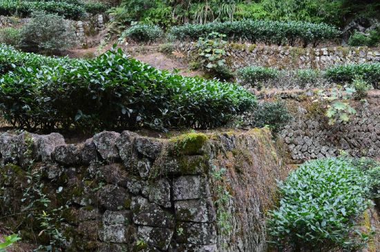 拼配的馬頭巖肉桂，還配叫馬肉嗎？請(qǐng)叫它“馬頭巖大紅袍”