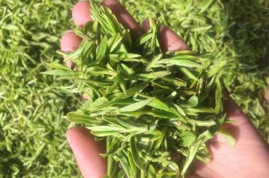 龍井好喝還是毛尖好喝，綠茶是龍井好還是毛尖好？