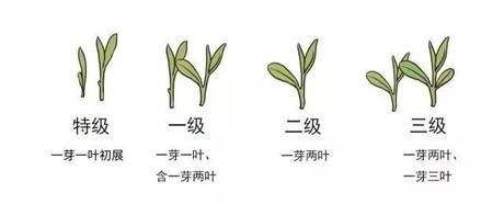 烏牛早和龍井的區(qū)別圖片，龍井43號和烏牛早茶的對比