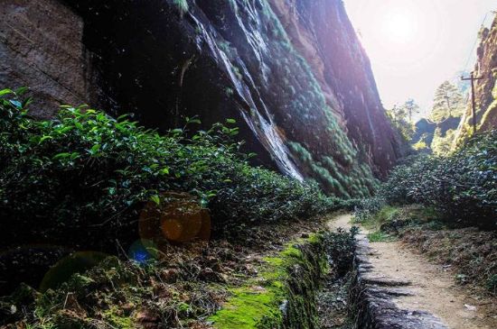 肉桂茶和大紅袍哪個貴，武夷山肉桂與大紅袍的價格比較