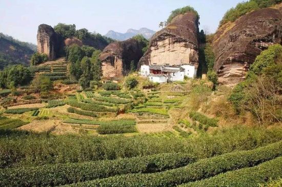 馬頭巖肉桂是大紅袍嗎，大紅袍肉桂屬于什么茶？