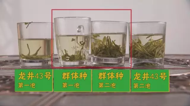烏牛早和龍井的區(qū)別圖片，龍井43號和烏牛早茶的對比
