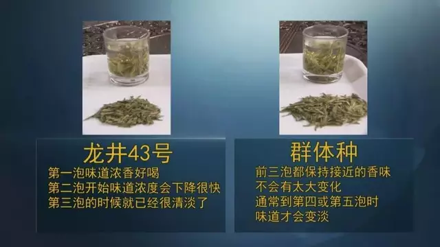 龍井群體種和43號(hào)的區(qū)別圖片，龍井43和群體種哪個(gè)好喝？
