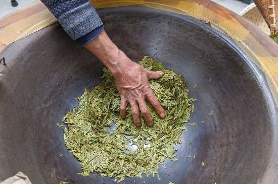 雀舌有一股青草味，雀舌為什么有青草味？