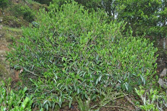 肉桂茶屬于紅茶嗎，牛欄坑肉桂是紅茶還是綠茶？