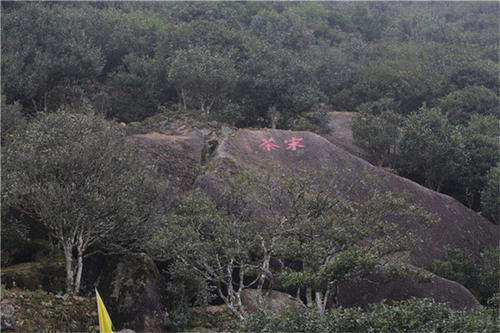 宋種一號(hào)價(jià)值為什么高，鳳凰單樅宋種1號(hào)價(jià)格與產(chǎn)量多少？