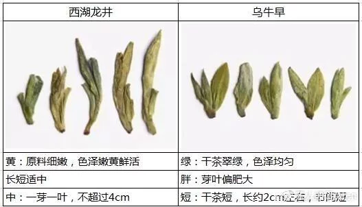 烏牛早和龍井的區(qū)別圖片，龍井43號和烏牛早茶的對比