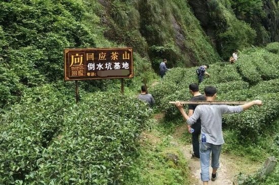 300塊錢的金駿眉能喝嗎，兩三百多金駿眉和一千多區(qū)別