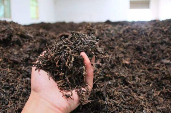 茯磚茶與普洱茶哪個(gè)好，茯茶和普洱茶口味區(qū)別