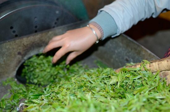 雀舌有一股青草味，雀舌為什么有青草味？