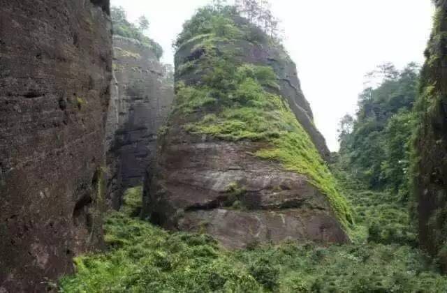 武夷山為什么盛產(chǎn)茶葉，武夷山茶為什么好喝？