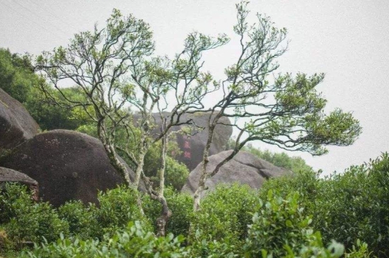 宋種一號(hào)價(jià)值為什么高，鳳凰單樅宋種1號(hào)價(jià)格與產(chǎn)量多少？