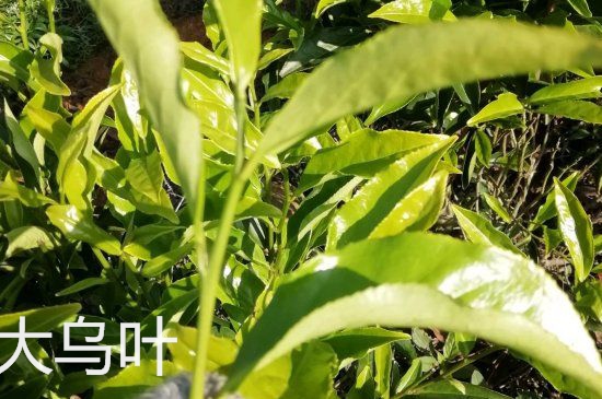 鴨屎香和大烏葉是同一種茶葉嗎，單叢大烏葉和鴨屎香有什么區(qū)別？