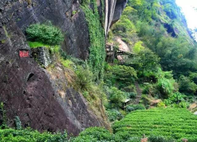 武夷山為什么盛產(chǎn)茶葉，武夷山茶為什么好喝？