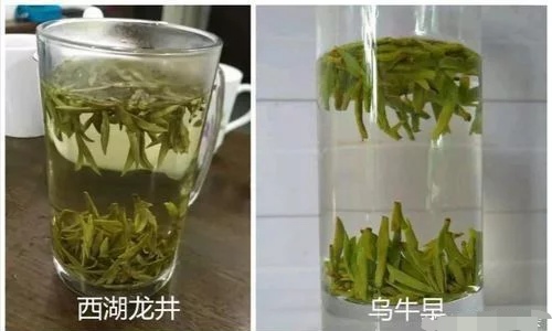 烏牛早和龍井的區(qū)別圖片，龍井43號和烏牛早茶的對比