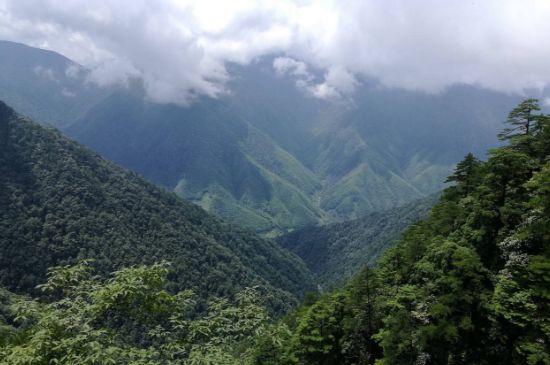 300塊錢的金駿眉能喝嗎，兩三百多金駿眉和一千多區(qū)別