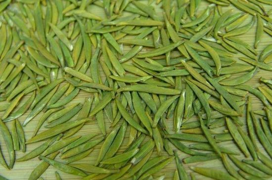 竹葉青和毛尖的區(qū)別，毛尖和竹葉青怎么分辨？