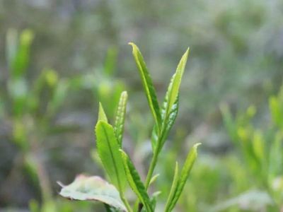 六安瓜片的功效與禁忌，六安瓜片適合什么人喝