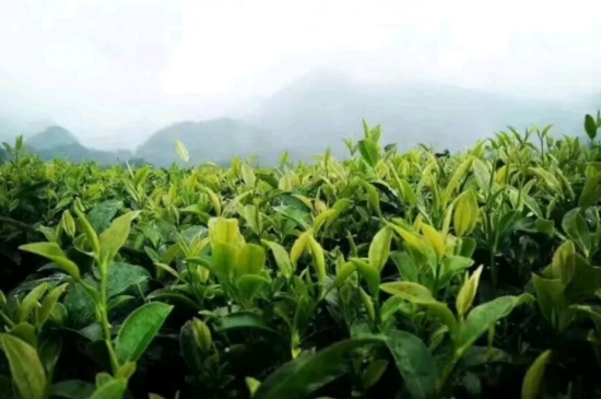 一天3杯紅茶抗癌，常飲紅茶對身體有好處！