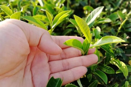 大紅袍四大品種有哪些，大紅袍的種類和著名品種特點(diǎn)介紹