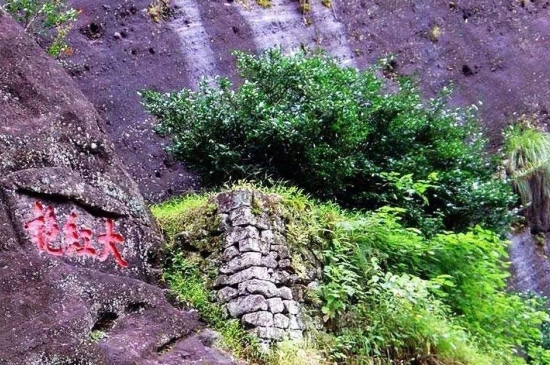 宋種一號(hào)價(jià)值為什么高，鳳凰單樅宋種1號(hào)價(jià)格與產(chǎn)量多少？