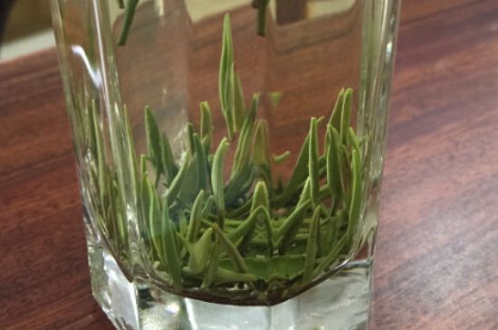 竹葉青和雀舌哪個(gè)貴，竹葉青茶貴嗎？