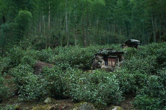 300塊錢的金駿眉能喝嗎，兩三百多金駿眉和一千多區(qū)別