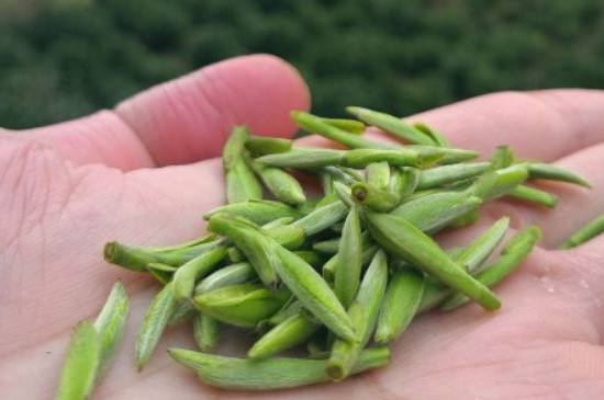 什么綠茶茶葉唇齒留香，哪個品種綠茶香氣好？