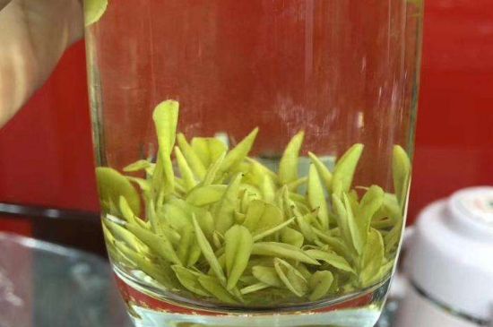 茶中奇葩黃金芽，安吉白茶中黃金芽的特點