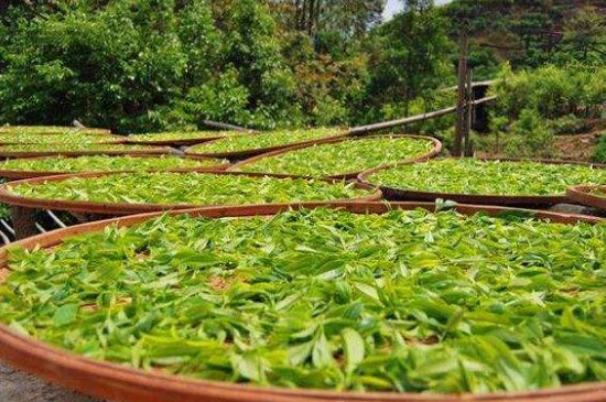 單叢茶十大香型以及常見品種大全，潮安鳳凰單樅十大名香歸類