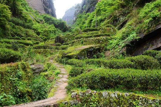 肉桂茶和大紅袍哪個貴，武夷山肉桂與大紅袍的價格比較
