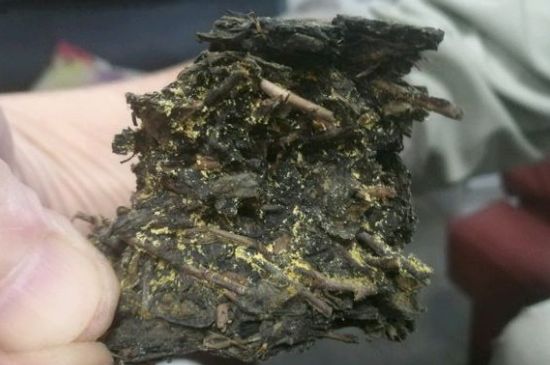 伏茶里的金花是黃曲霉素嗎，金花茯茶里的是什么菌