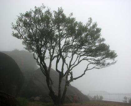 宋種一號(hào)價(jià)值為什么高，鳳凰單樅宋種1號(hào)價(jià)格與產(chǎn)量多少？