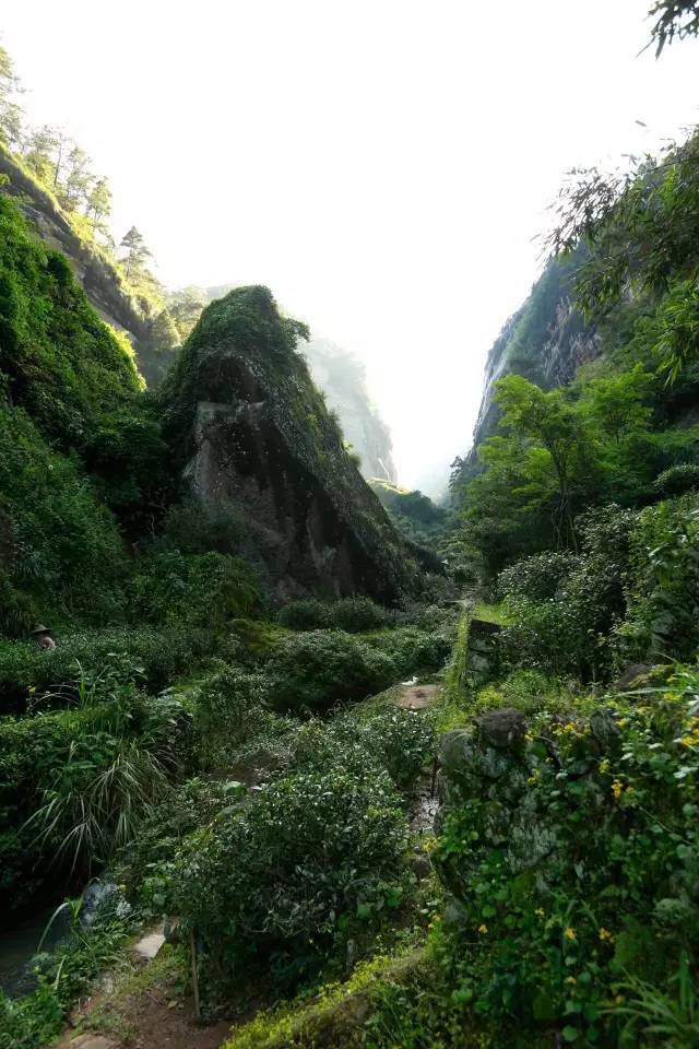 武夷山為什么盛產(chǎn)茶葉，武夷山茶為什么好喝？