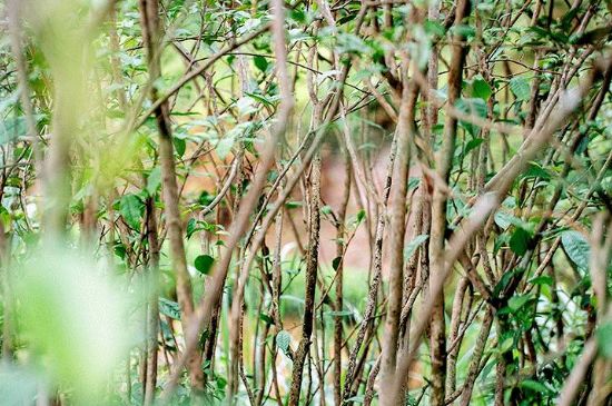 荒野銀針有什么特點(diǎn)，荒野銀針的味道口感咋樣？