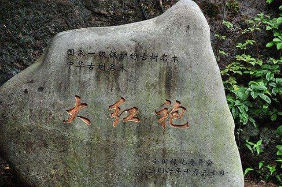 母樹大紅袍給誰喝了，為什么母樹大紅袍叫三棵六株？