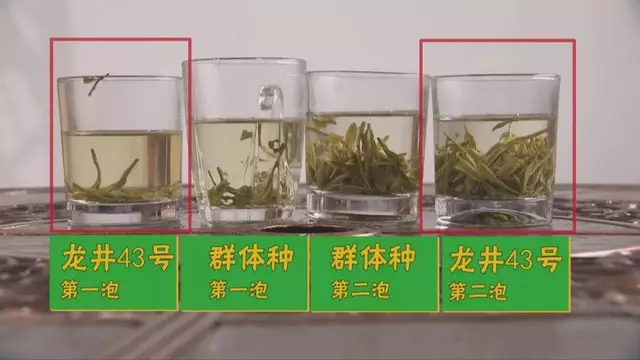 烏牛早和龍井的區(qū)別圖片，龍井43號和烏牛早茶的對比