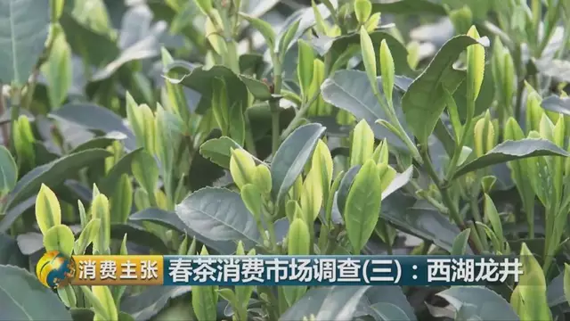 龍井群體種和43號(hào)的區(qū)別圖片，龍井43和群體種哪個(gè)好喝？