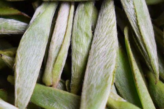 荒野銀針有什么特點(diǎn)，荒野銀針的味道口感咋樣？