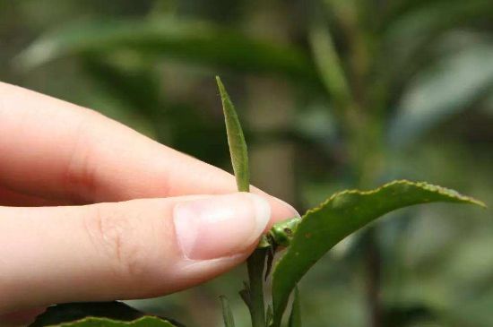 哪種金駿眉好，什么樣的金駿眉比較好