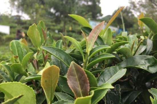 43號龍井屬于好茶嗎，龍井茶43號是什么意思？