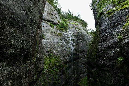 母樹大紅袍給誰喝了，為什么母樹大紅袍叫三棵六株？