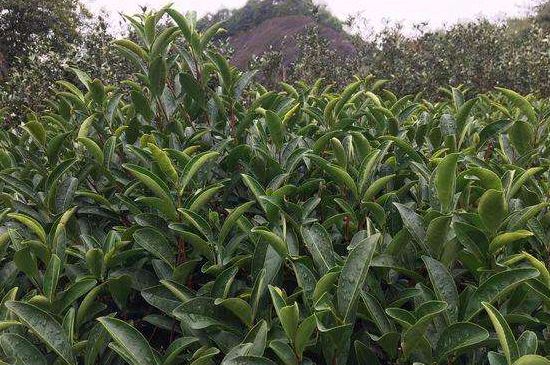 馬頭巖肉桂是大紅袍嗎，大紅袍肉桂屬于什么茶？