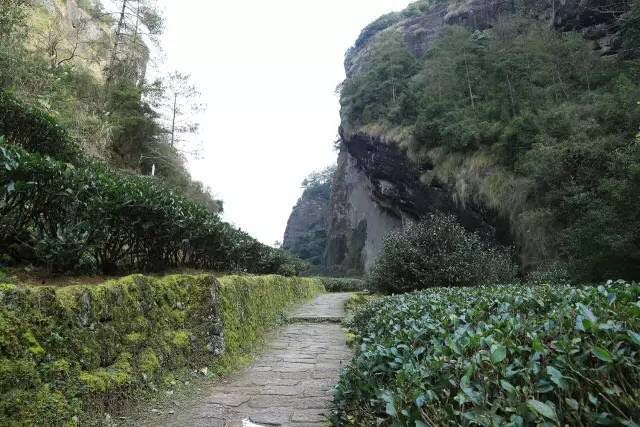 武夷山為什么盛產(chǎn)茶葉，武夷山茶為什么好喝？