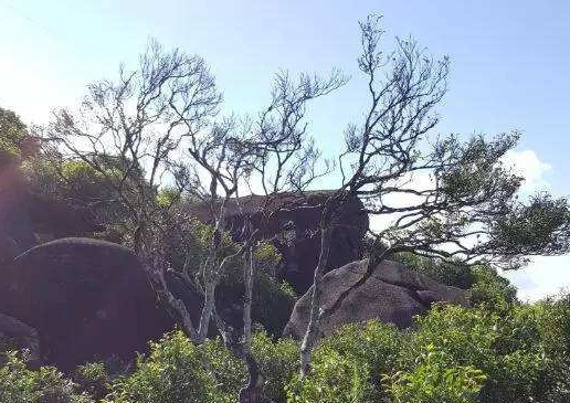 宋種一號(hào)價(jià)值為什么高，鳳凰單樅宋種1號(hào)價(jià)格與產(chǎn)量多少？